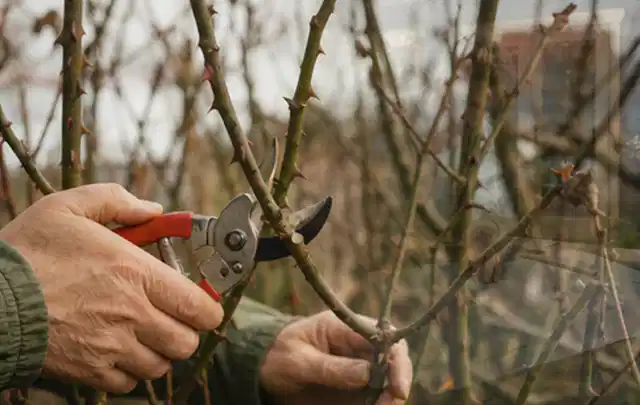 Hände schneiden einen älteren Rosenstrauch mit einer sauberen Gartenschere; Thema Hochdruckreiniger, Schwerpunkt Vergleich; Ergebnis.