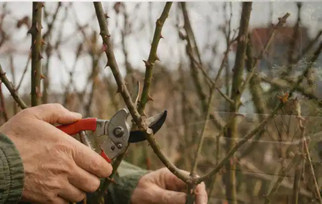 Hände schneiden einen älteren Rosenstrauch mit einer sauberen Gartenschere; Thema Hochdruckreiniger, Schwerpunkt Wartung; Umsetzung.