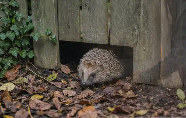 Igel nutzt einen bodennahen Durchgang unter einem hölzernen Gartenzaun; Thema Hollywoodschaukeln, Schwerpunkt Anwendung; Ausgangslage.
