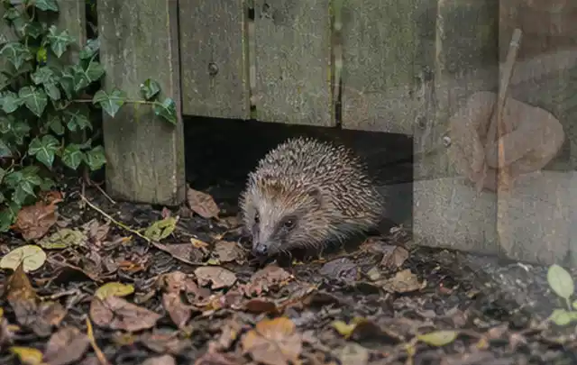 Igel nutzt einen bodennahen Durchgang unter einem hölzernen Gartenzaun; Thema Hollywoodschaukeln, Schwerpunkt Checkliste; Praxisalltag.