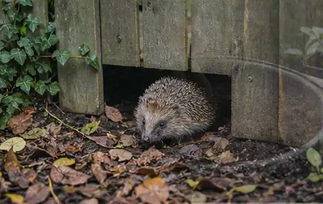 Igel nutzt einen bodennahen Durchgang unter einem hölzernen Gartenzaun; Thema Hollywoodschaukeln, Schwerpunkt Dimensionierung; Kontrolle.