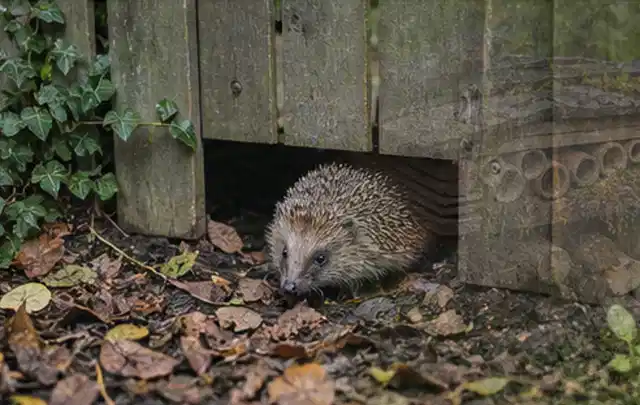 Igel nutzt einen bodennahen Durchgang unter einem hölzernen Gartenzaun; Thema Hollywoodschaukeln, Schwerpunkt Ersatzteile; Ergebnis.