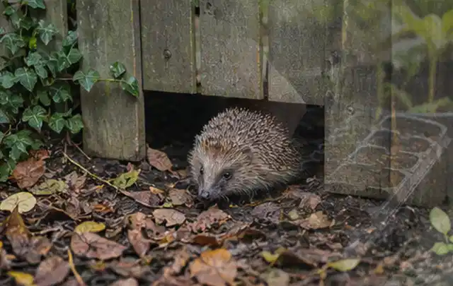 Igel nutzt einen bodennahen Durchgang unter einem hölzernen Gartenzaun; Thema Hollywoodschaukeln, Schwerpunkt Fehlerhilfe; Kontrolle.
