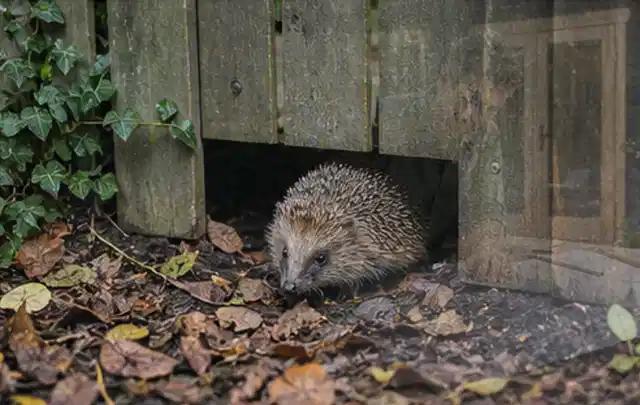 Igel nutzt einen bodennahen Durchgang unter einem hölzernen Gartenzaun; Thema Hollywoodschaukeln, Schwerpunkt Gärten mit großer Fläche; Praxisalltag.