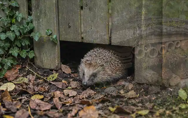 Igel nutzt einen bodennahen Durchgang unter einem hölzernen Gartenzaun; Thema Hollywoodschaukeln, Schwerpunkt Kaufberatung; Ausgangslage.
