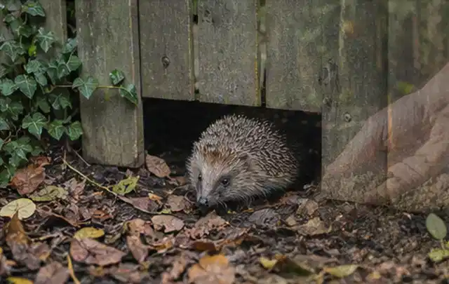 Igel nutzt einen bodennahen Durchgang unter einem hölzernen Gartenzaun; Thema Hollywoodschaukeln, Schwerpunkt Kosten; Ergebnis.