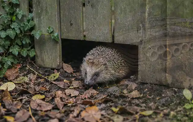 Igel nutzt einen bodennahen Durchgang unter einem hölzernen Gartenzaun; Thema Hollywoodschaukeln, Schwerpunkt Reparatur; Ausgangslage.