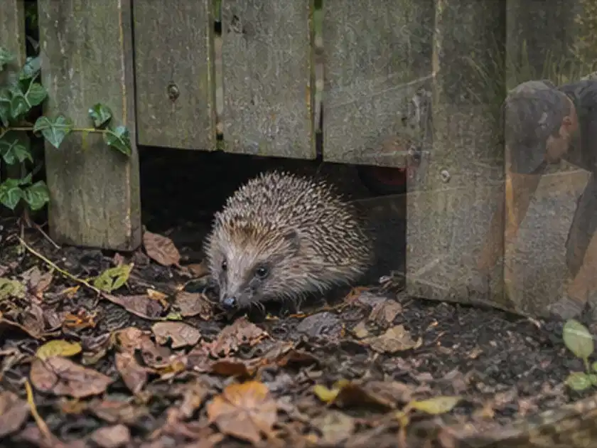 Igel nutzt einen bodennahen Durchgang unter einem hölzernen Gartenzaun; Thema Hollywoodschaukeln, Schwerpunkt Sicherheit; Titelbild.