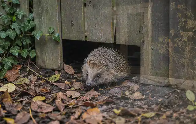 Igel nutzt einen bodennahen Durchgang unter einem hölzernen Gartenzaun; Thema Hollywoodschaukeln, Schwerpunkt Systemvergleich; Ergebnis.