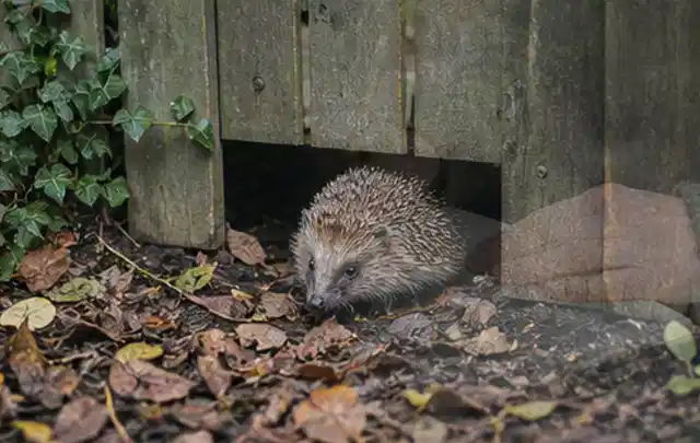Igel nutzt einen bodennahen Durchgang unter einem hölzernen Gartenzaun; Thema Hollywoodschaukeln, Schwerpunkt Winterlager; Kontrolle.