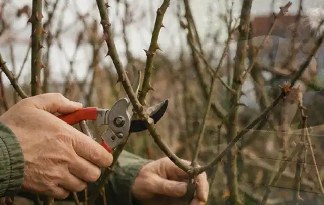 Hände schneiden einen älteren Rosenstrauch mit einer sauberen Gartenschere; Thema Holzhäcksler, Schwerpunkt Anwendung; Umsetzung.