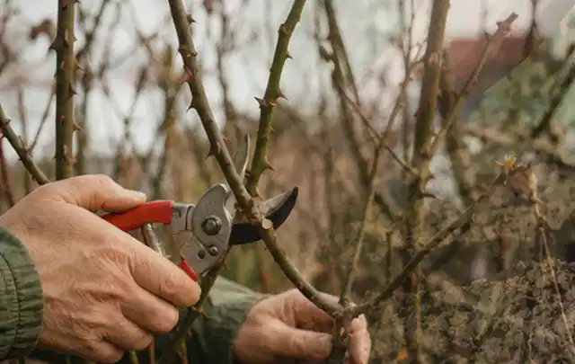 Hände schneiden einen älteren Rosenstrauch mit einer sauberen Gartenschere; Thema Holzhäcksler, Schwerpunkt Bestenliste; Ausgangslage.
