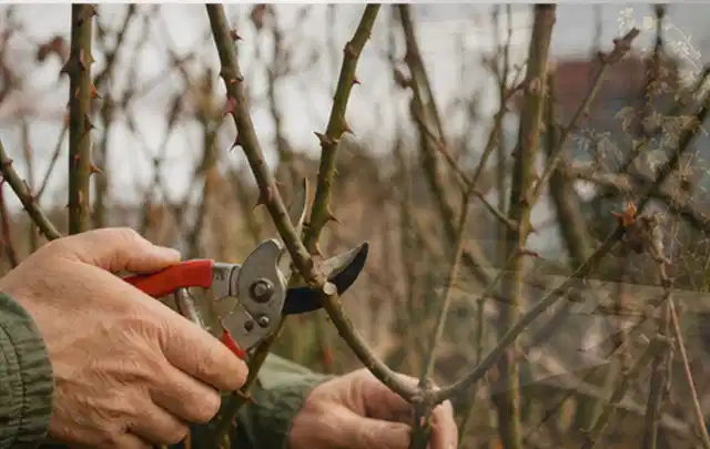 Hände schneiden einen älteren Rosenstrauch mit einer sauberen Gartenschere; Thema Holzhäcksler, Schwerpunkt Checkliste; Ergebnis.