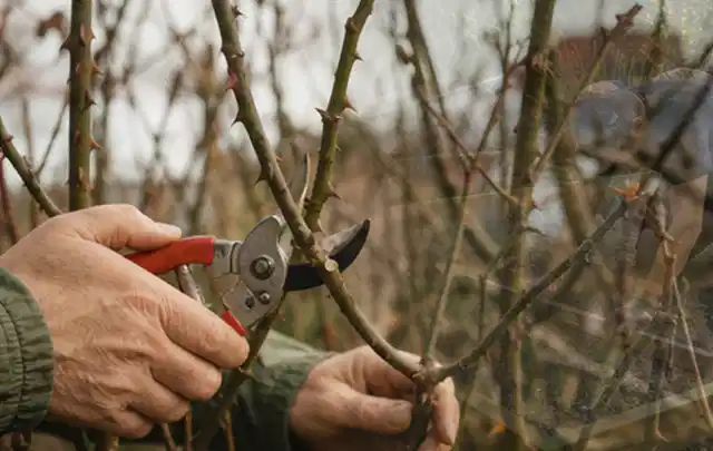 Hände schneiden einen älteren Rosenstrauch mit einer sauberen Gartenschere; Thema Holzhäcksler, Schwerpunkt Fehlerhilfe; Ergebnis.
