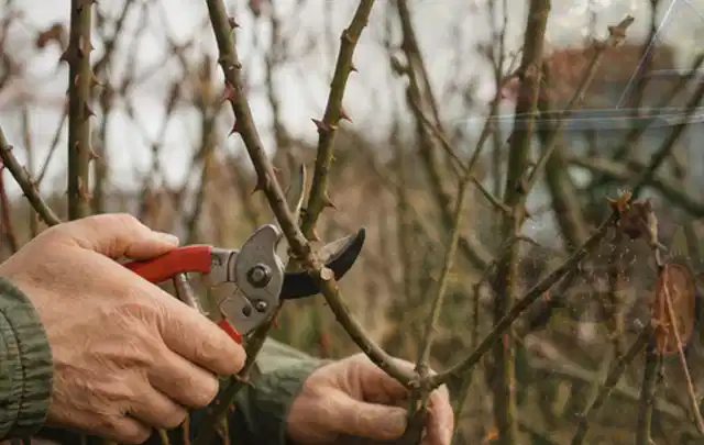 Hände schneiden einen älteren Rosenstrauch mit einer sauberen Gartenschere; Thema Holzhäcksler, Schwerpunkt Gärten mit großer Fläche; Ergebnis.