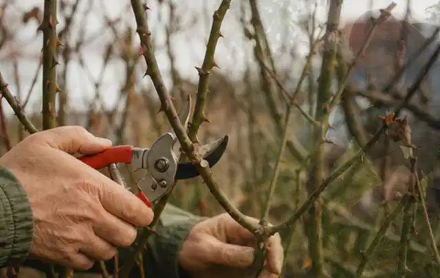 Hände schneiden einen älteren Rosenstrauch mit einer sauberen Gartenschere; Thema Holzhäcksler, Schwerpunkt Gärten mit kleiner Fläche; Ausgangslage.