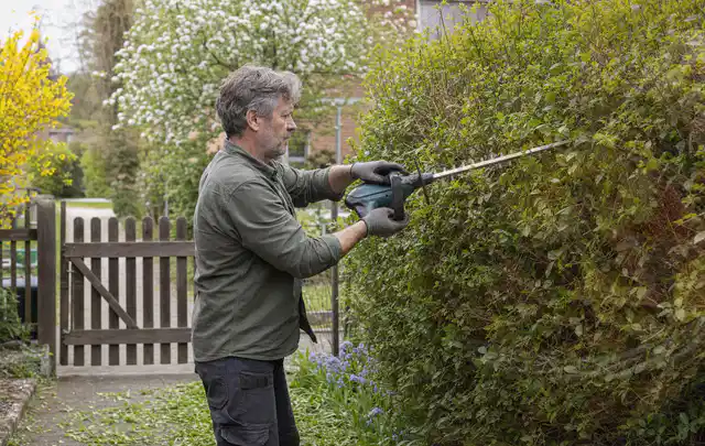 Person schneidet eine Gartenhecke mit einem motorisierten Gartengerät; Thema Holzhäcksler, Schwerpunkt Gärten mit kleiner Fläche; Kontrolle.