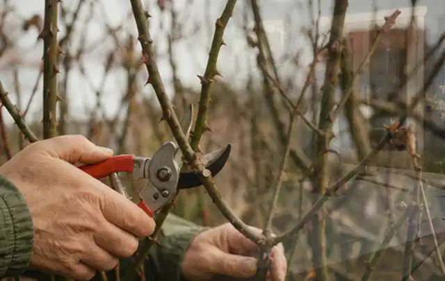 Hände schneiden einen älteren Rosenstrauch mit einer sauberen Gartenschere; Thema Holzhäcksler, Schwerpunkt Gartengeräte; Ergebnis.