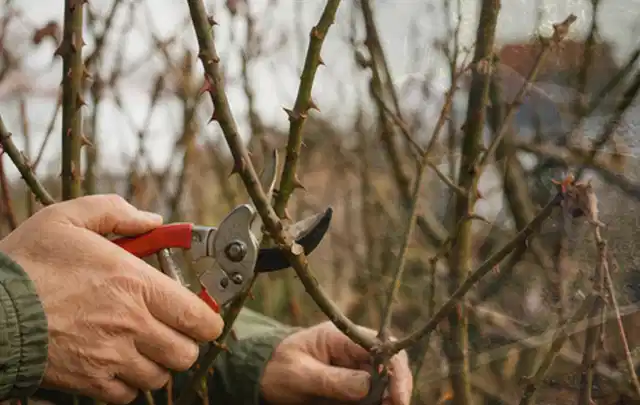Hände schneiden einen älteren Rosenstrauch mit einer sauberen Gartenschere; Thema Holzhäcksler, Schwerpunkt Kaufberatung; Ergebnis.