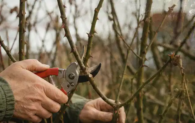 Hände schneiden einen älteren Rosenstrauch mit einer sauberen Gartenschere; Thema Holzhäcksler, Schwerpunkt Leistung; Kontrolle.