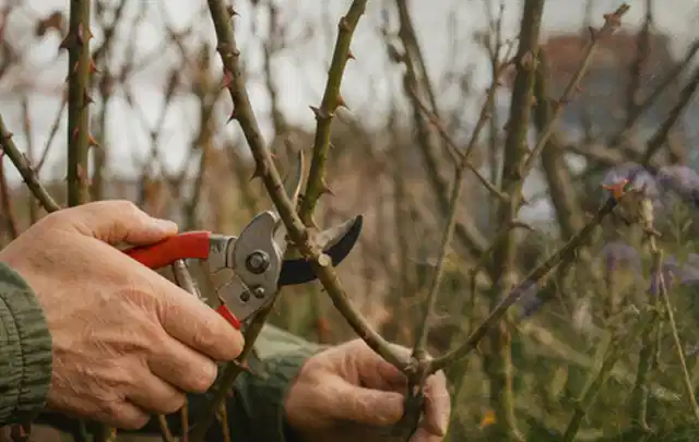 Hände schneiden einen älteren Rosenstrauch mit einer sauberen Gartenschere; Thema Holzhäcksler, Schwerpunkt Reinigung; Kontrolle.