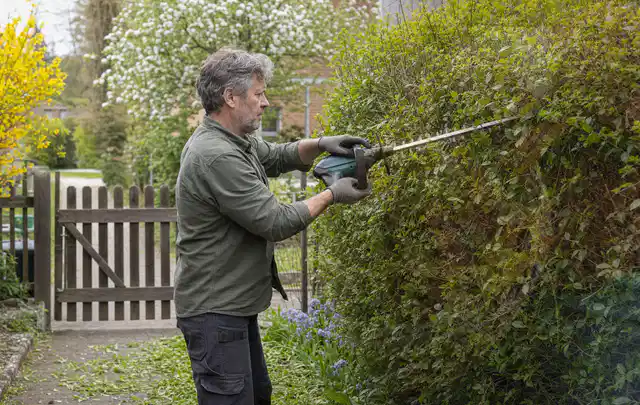 Person schneidet eine Gartenhecke mit einem motorisierten Gartengerät; Thema Holzhäcksler, Schwerpunkt Reinigung; Ergebnis.