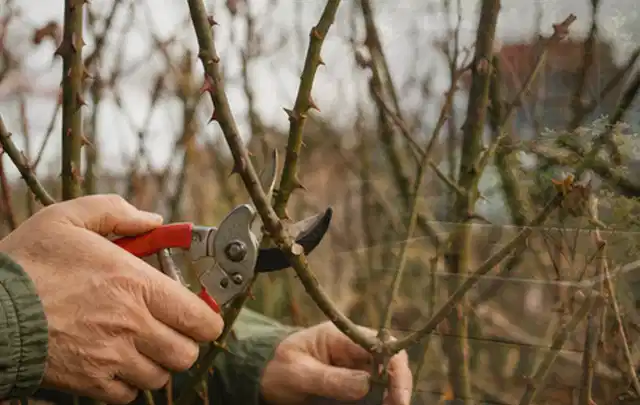 Hände schneiden einen älteren Rosenstrauch mit einer sauberen Gartenschere; Thema Holzhäcksler, Schwerpunkt Reparatur; Kontrolle.