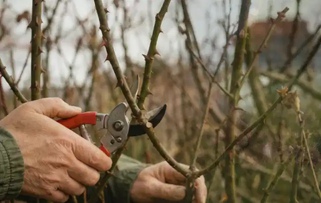 Hände schneiden einen älteren Rosenstrauch mit einer sauberen Gartenschere; Thema Holzhäcksler, Schwerpunkt Testkriterien; Ausgangslage.