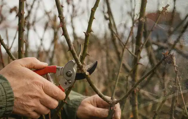 Hände schneiden einen älteren Rosenstrauch mit einer sauberen Gartenschere; Thema Holzhäcksler, Schwerpunkt Vergleich; Umsetzung.