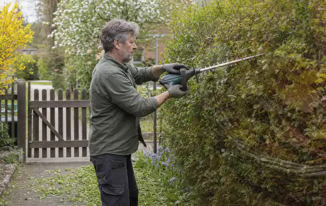 Person schneidet eine Gartenhecke mit einem motorisierten Gartengerät; Thema Holzhäcksler, Schwerpunkt Vergleich; Ergebnis.