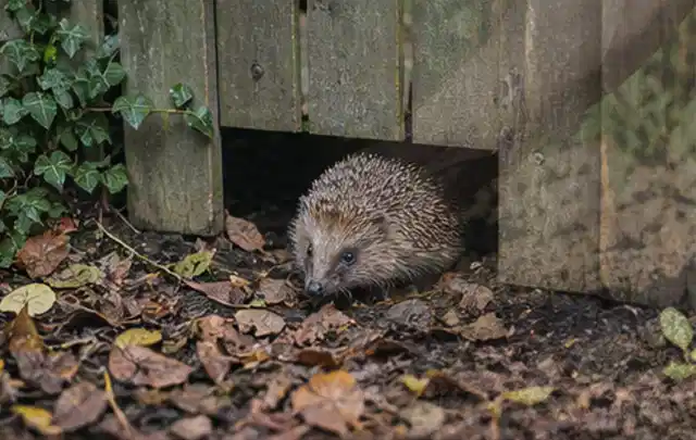 Igel nutzt einen bodennahen Durchgang unter einem hölzernen Gartenzaun; Thema Holzkohlegrills, Schwerpunkt Anwendung; Kontrolle.