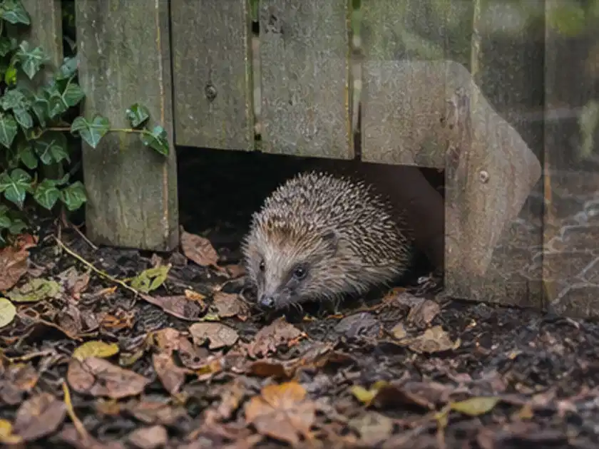 Igel nutzt einen bodennahen Durchgang unter einem hölzernen Gartenzaun; Thema Holzkohlegrills, Schwerpunkt Bestenliste; Titelbild.