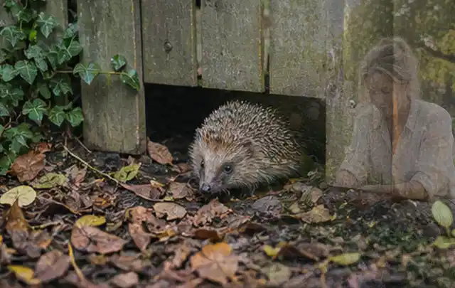 Igel nutzt einen bodennahen Durchgang unter einem hölzernen Gartenzaun; Thema Holzkohlegrills, Schwerpunkt Checkliste; Umsetzung.