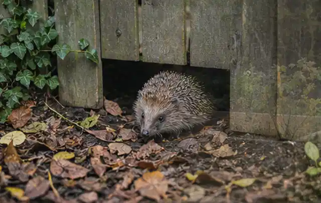 Igel nutzt einen bodennahen Durchgang unter einem hölzernen Gartenzaun; Thema Holzkohlegrills, Schwerpunkt Fehlerhilfe; Praxisalltag.
