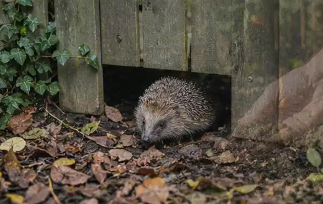 Igel nutzt einen bodennahen Durchgang unter einem hölzernen Gartenzaun; Thema Holzkohlegrills, Schwerpunkt Gärten mit kleiner Fläche; Ergebnis.