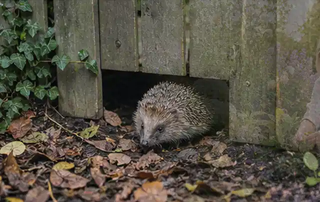 Igel nutzt einen bodennahen Durchgang unter einem hölzernen Gartenzaun; Thema Holzkohlegrills, Schwerpunkt Kaufberatung; Ergebnis.