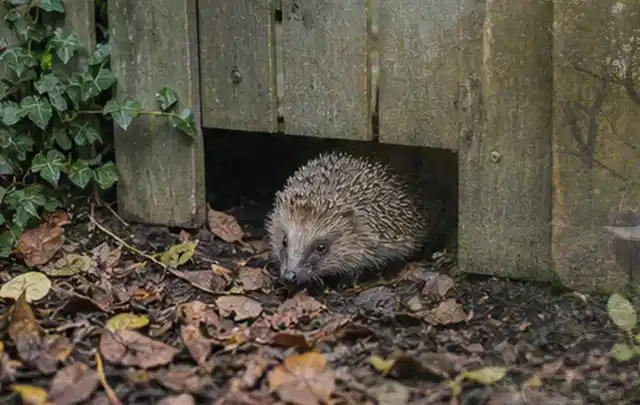 Igel nutzt einen bodennahen Durchgang unter einem hölzernen Gartenzaun; Thema Holzkohlegrills, Schwerpunkt Leistung; Praxisalltag.