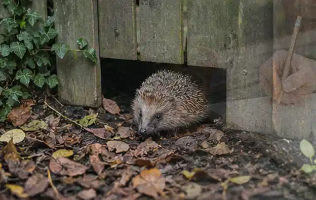 Igel nutzt einen bodennahen Durchgang unter einem hölzernen Gartenzaun; Thema Holzkohlegrills, Schwerpunkt Reinigung; Umsetzung.