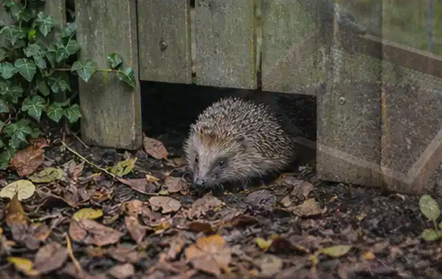 Igel nutzt einen bodennahen Durchgang unter einem hölzernen Gartenzaun; Thema Holzkohlegrills, Schwerpunkt Sicherheit; Ergebnis.