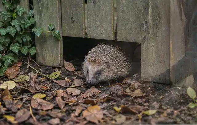 Igel nutzt einen bodennahen Durchgang unter einem hölzernen Gartenzaun; Thema Holzkohlegrills, Schwerpunkt Systemvergleich; Praxisalltag.