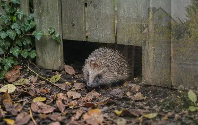 Igel nutzt einen bodennahen Durchgang unter einem hölzernen Gartenzaun; Thema Holzkohlegrills, Schwerpunkt Testkriterien; Ausgangslage.