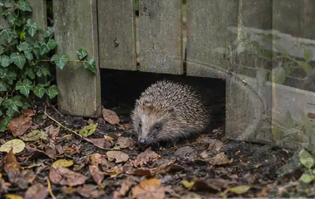 Igel nutzt einen bodennahen Durchgang unter einem hölzernen Gartenzaun; Thema Holzkohlegrills, Schwerpunkt Wartung; Ausgangslage.