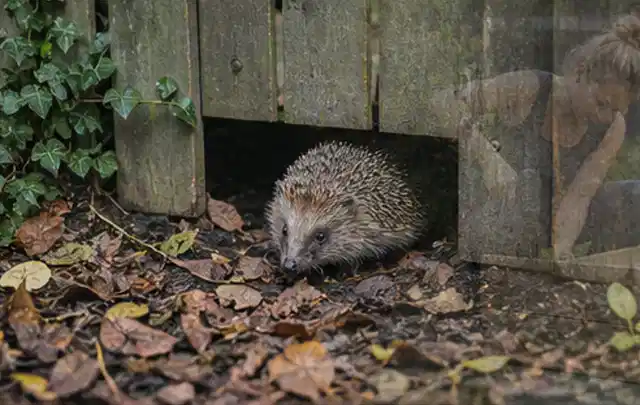 Igel nutzt einen bodennahen Durchgang unter einem hölzernen Gartenzaun; Thema Holzkohlegrills, Schwerpunkt Winterlager; Umsetzung.