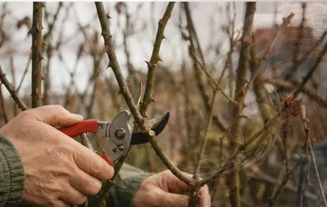 Hände schneiden einen älteren Rosenstrauch mit einer sauberen Gartenschere; Thema Holzspalter, Schwerpunkt Anwendung; Praxisalltag.