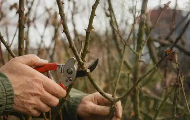 Hände schneiden einen älteren Rosenstrauch mit einer sauberen Gartenschere; Thema Holzspalter, Schwerpunkt Checkliste; Kontrolle.