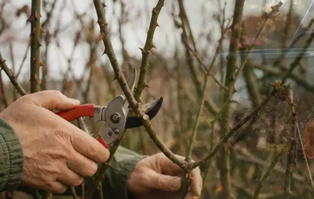 Hände schneiden einen älteren Rosenstrauch mit einer sauberen Gartenschere; Thema Holzspalter, Schwerpunkt Dimensionierung; Kontrolle.