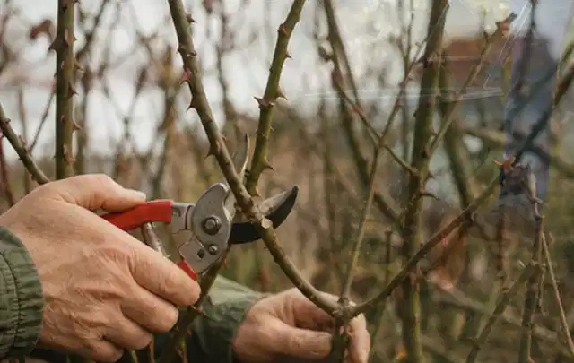 Hände schneiden einen älteren Rosenstrauch mit einer sauberen Gartenschere; Thema Holzspalter, Schwerpunkt Fehlerhilfe; Ausgangslage.