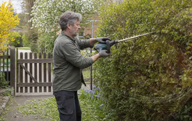 Person schneidet eine Gartenhecke mit einem motorisierten Gartengerät; Thema Holzspalter, Schwerpunkt Gärten mit kleiner Fläche; Ausgangslage.