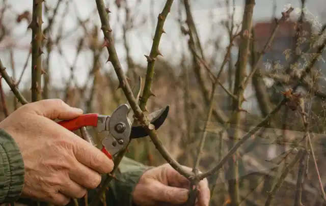 Hände schneiden einen älteren Rosenstrauch mit einer sauberen Gartenschere; Thema Holzspalter, Schwerpunkt Gartengeräte; Kontrolle.