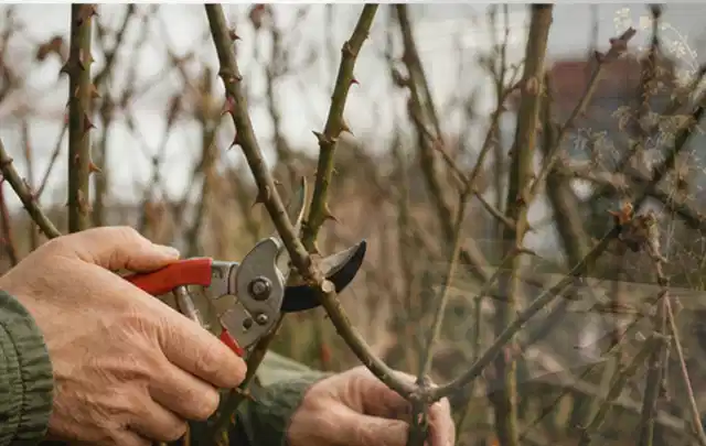 Hände schneiden einen älteren Rosenstrauch mit einer sauberen Gartenschere; Thema Holzspalter, Schwerpunkt Kaufberatung; Ausgangslage.